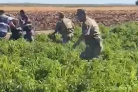 cinayet-zanlisi-isot-tarlasinda-yakalandi_69bd4