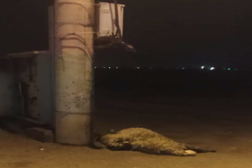 haliliye_de_faz_kaciran_elektrik_diregi_2_koyunu_telef_etti_h45044_462a4