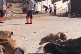 konya-buyuksehir-belediyesi-nden-hayvan-15451897_2730_m