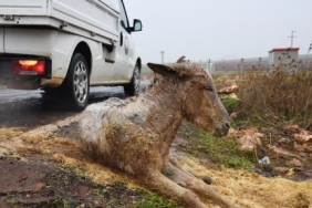 yarali-esege-belediye-sahip-cikti_1c452