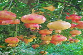 suruc_nari_tescillendi_h47336_2be80