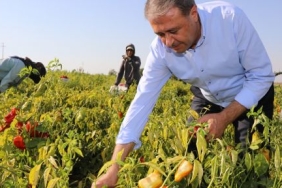 vali-hasan-sildak-tarlada-isot-topladi_3ea8c