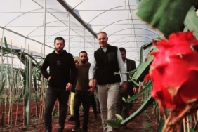 sanliurfada-ilk-kez-eyyubiyede-yetistirildi_324f7