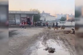 akcakalede_kucuk_ogrenciler_sokak_kopeklerinin_tehdidi_altinda_h49973_7c43a