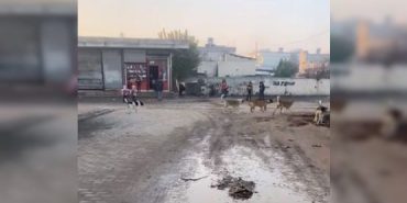akcakalede_kucuk_ogrenciler_sokak_kopeklerinin_tehdidi_altinda_h49973_7c43a