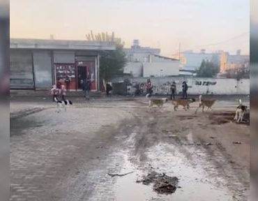 akcakalede_kucuk_ogrenciler_sokak_kopeklerinin_tehdidi_altinda_h49973_7c43a