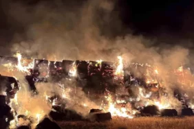 saman-yangini-ceylanpinar