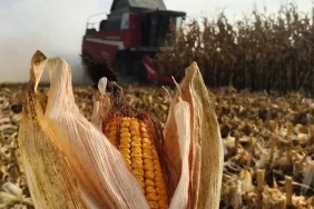 turkiyede-misir-uretiminin-yuzde-30u-konya-ovasindan_4e68a